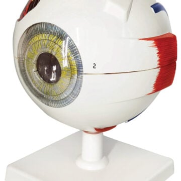 Eye (6× Enlarged), 6 Parts