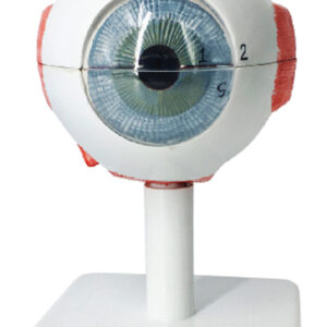 Eye (3× Enlarged), 6 Parts