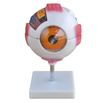 Giant Eye Model (6× Enlarged), 7 Parts