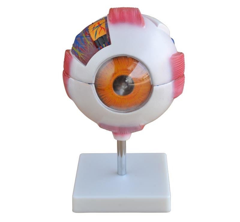 DS-50665 - Giant Eye Model (6× Enlarged), 7 Parts Giant Eye Model (6× Enlarged), 7 Parts