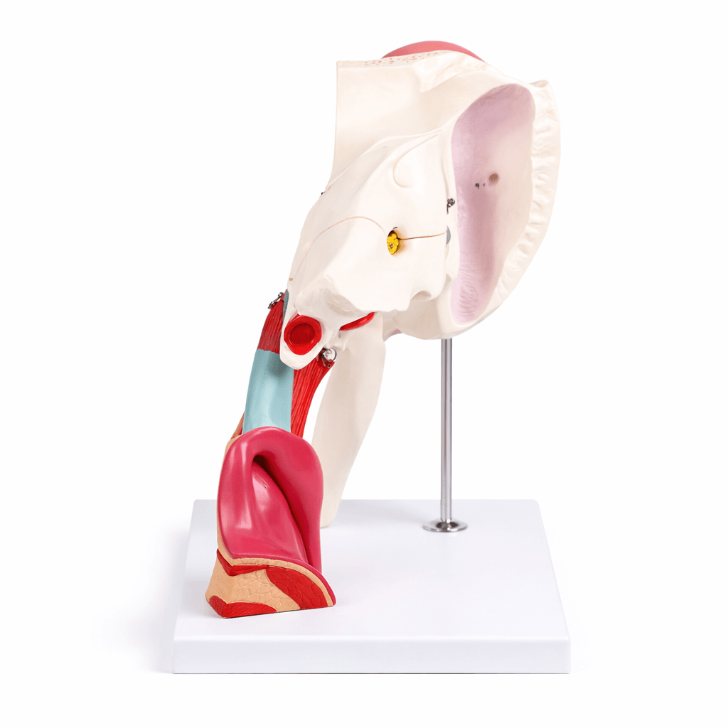 DS-50669 - Ear Structure Magnification Model Ear Structure Magnification Model