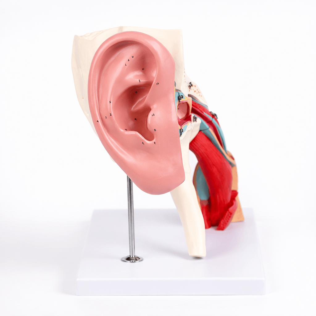DS-50669 - Ear Structure Magnification Model Ear Structure Magnification Model