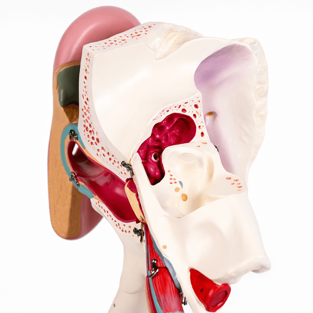 DS-50669 - Ear Structure Magnification Model Ear Structure Magnification Model