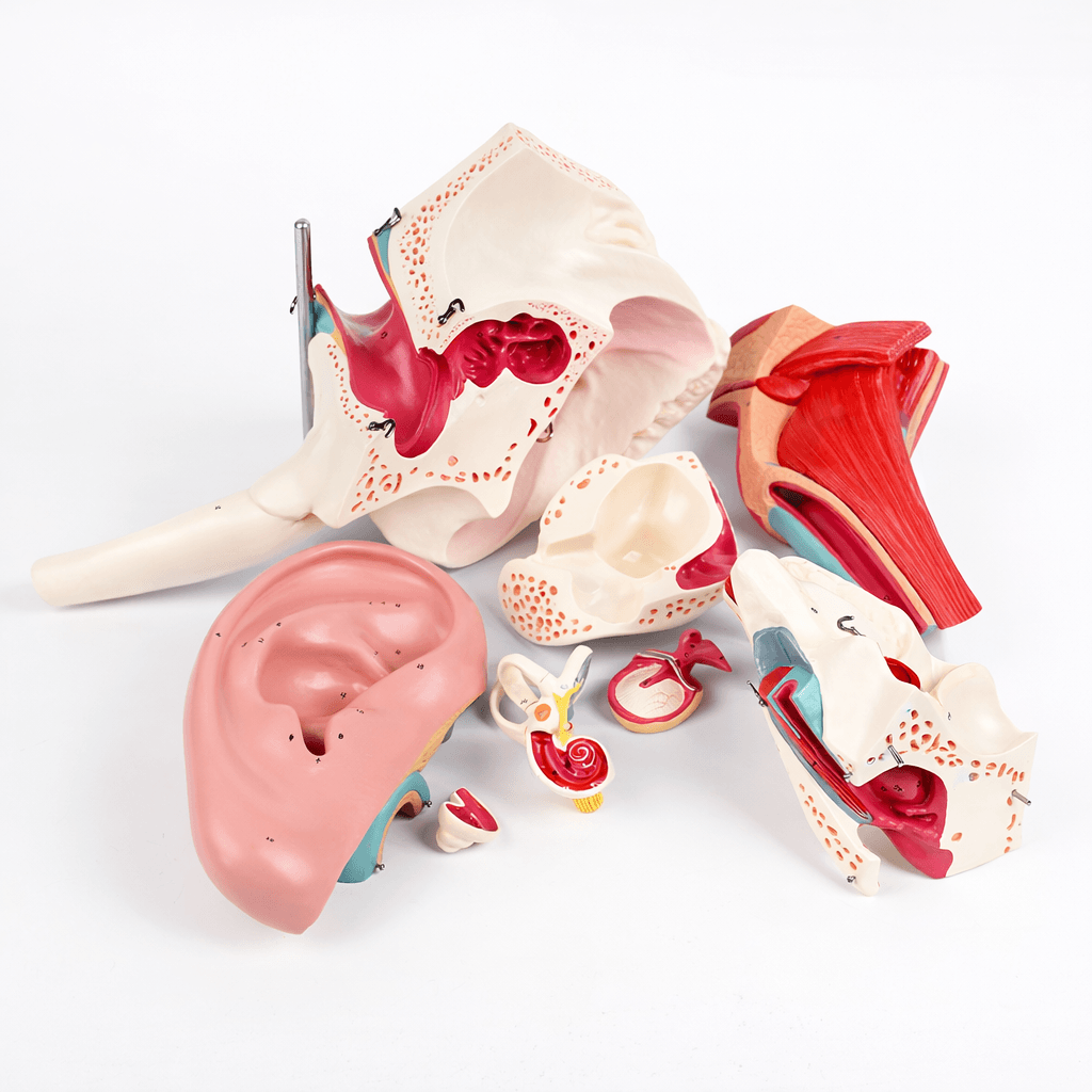 DS-50669 - Ear Structure Magnification Model Ear Structure Magnification Model
