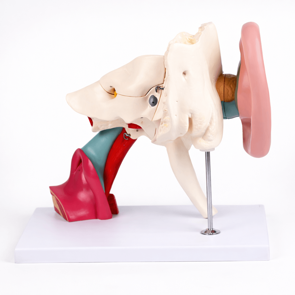 DS-50669 - Ear Structure Magnification Model Ear Structure Magnification Model