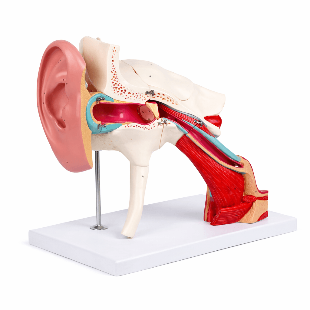 DS-50669 - Ear Structure Magnification Model Ear Structure Magnification Model