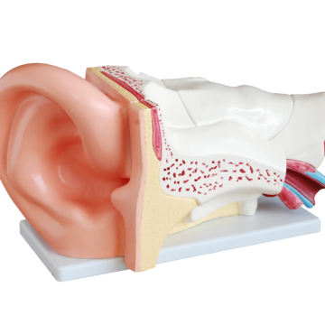 Giant Ear Model (5x Enlarged), 6 Parts