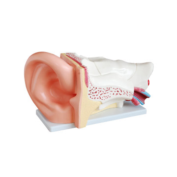 Giant Ear Model (5x Enlarged), 6 Parts