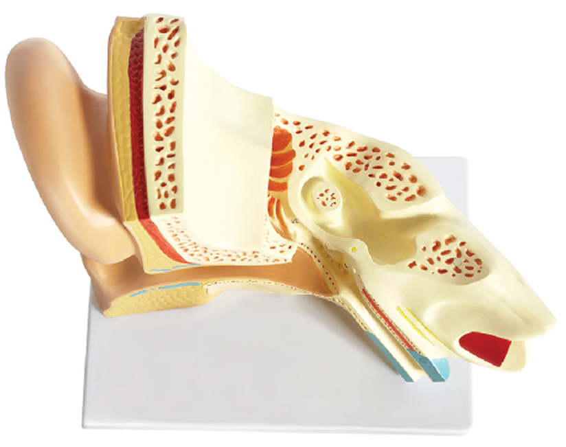 DS-50671 - Right Ear Structure Magnified Model (3x Enlarged), 5 Parts Right Ear Structure Magnified Model (3x Enlarged), 5 Parts