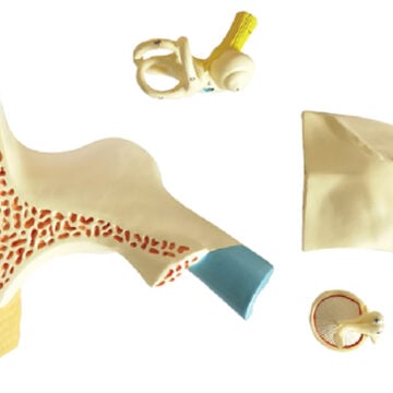Right Ear Structure Magnified Model (3x Enlarged), 5 Parts