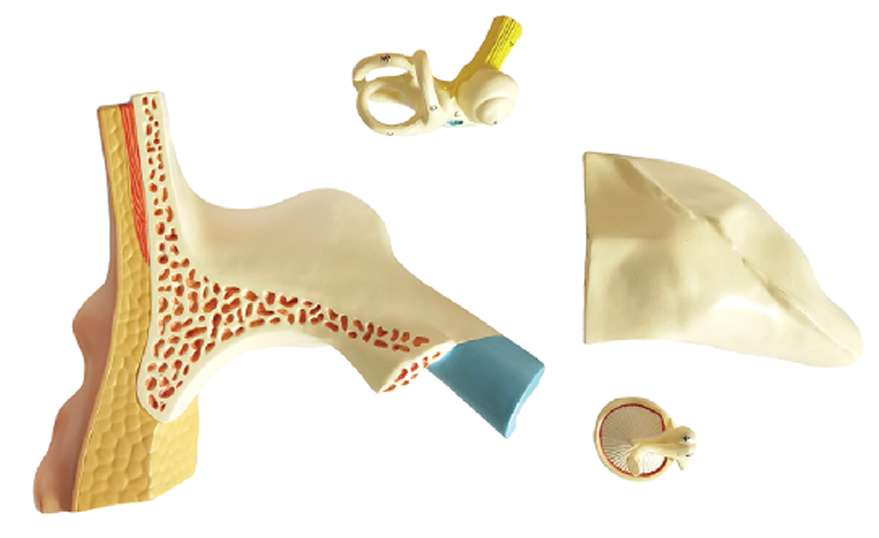 DS-50671 - Right Ear Structure Magnified Model (3x Enlarged), 5 Parts Right Ear Structure Magnified Model (3x Enlarged), 5 Parts