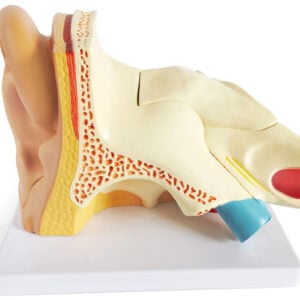 Right Ear Structure Magnified Model (3x Enlarged), 5 Parts