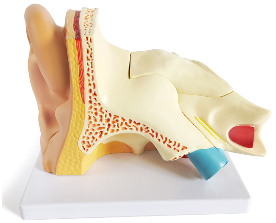 DS-50671 - Right Ear Structure Magnified Model (3x Enlarged), 5 Parts Right Ear Structure Magnified Model (3x Enlarged), 5 Parts