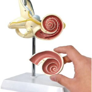 Enlarged Model of Cochlea(10x Enlarged), 2 Parts