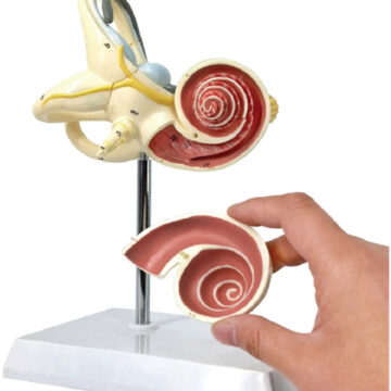 Enlarged Model of Cochlea(10x Enlarged), 2 Parts