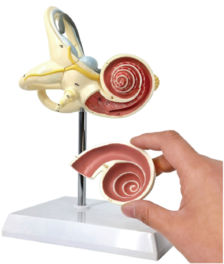 DS-50672 - Enlarged Model of Cochlea(10x Enlarged), 2 Parts Enlarged Model of Cochlea(10x Enlarged), 2 Parts
