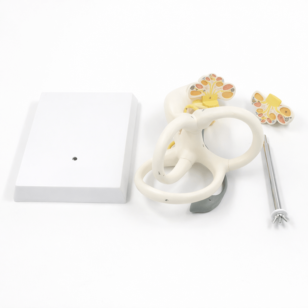 DS-50673 - Inner Ear Labyrinth Model (Enlarged), 2 Parts Inner Ear Labyrinth Model (Enlarged), 2 Parts