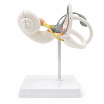 Inner Ear Labyrinth Model (Enlarged), 2 Parts