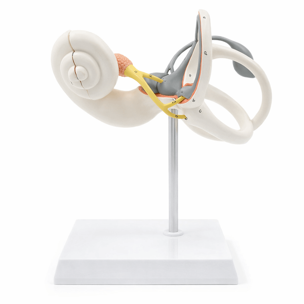 DS-50673 - Inner Ear Labyrinth Model (Enlarged), 2 Parts Inner Ear Labyrinth Model (Enlarged), 2 Parts