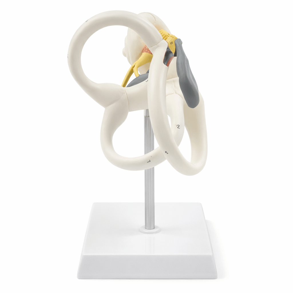 DS-50673 - Inner Ear Labyrinth Model (Enlarged), 2 Parts Inner Ear Labyrinth Model (Enlarged), 2 Parts
