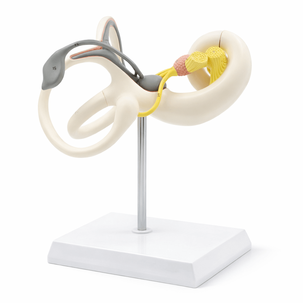 DS-50673 - Inner Ear Labyrinth Model (Enlarged), 2 Parts Inner Ear Labyrinth Model (Enlarged), 2 Parts