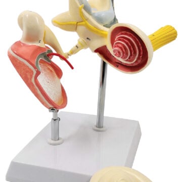 lnner Ear, Auditory Ossicles and Tympanic Membrane(10x Enlarged),  3Parts