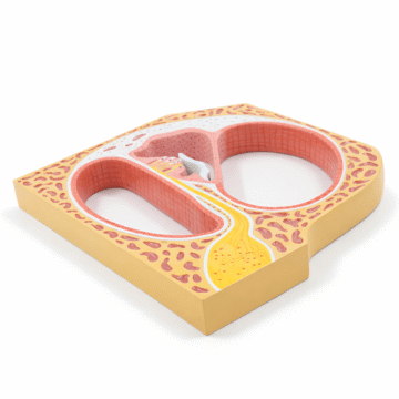 Cochlea Model