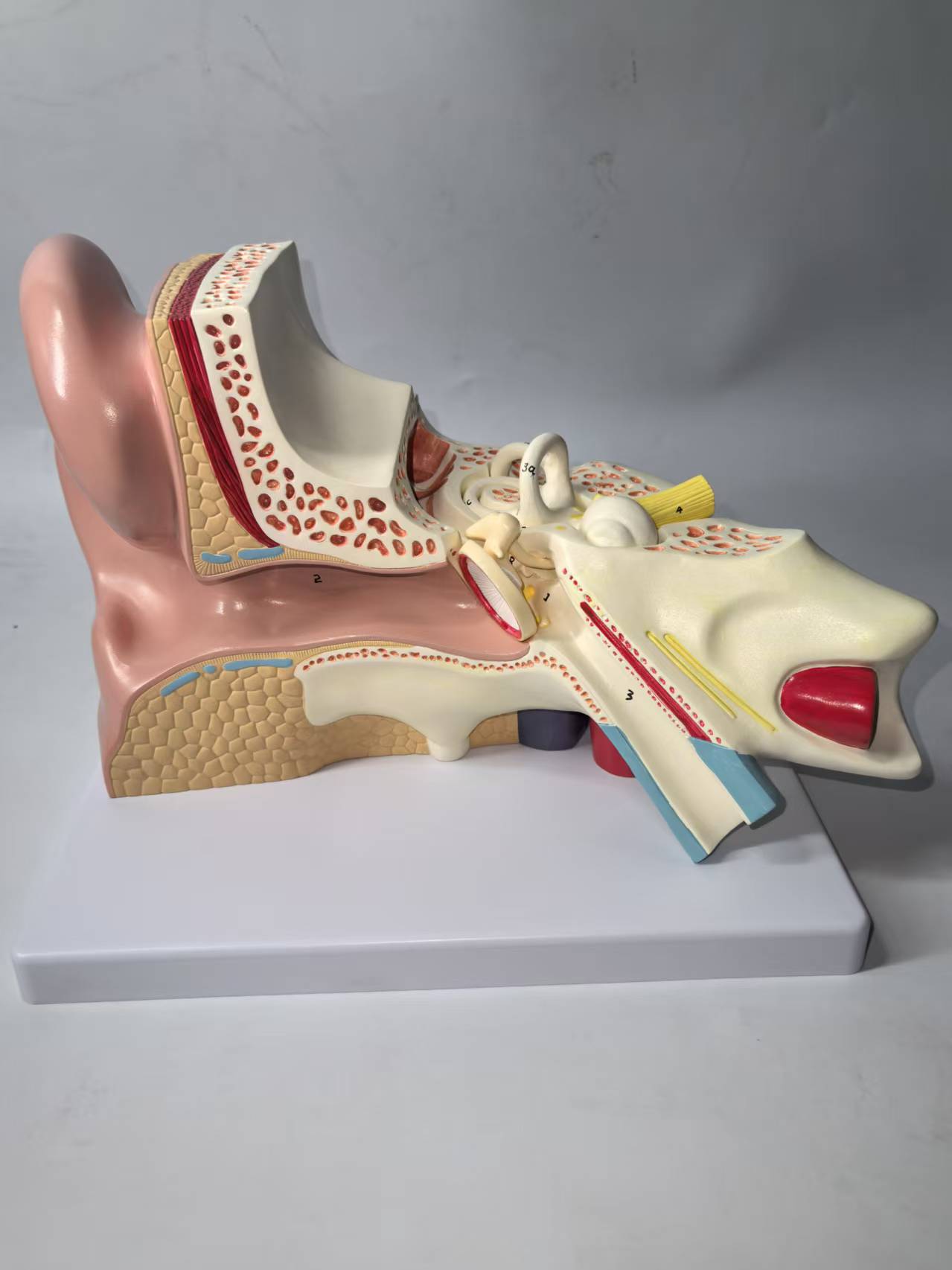 DS-50676 - Right Ear Structure Magnified Model(3x Enlarged), 3 Parts Right Ear Structure Magnified Model(3x Enlarged), 3 Parts