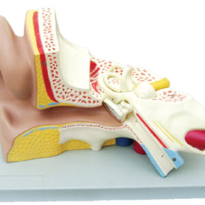 Right Ear Structure Magnified Model (3x Enlarged), 3 Parts