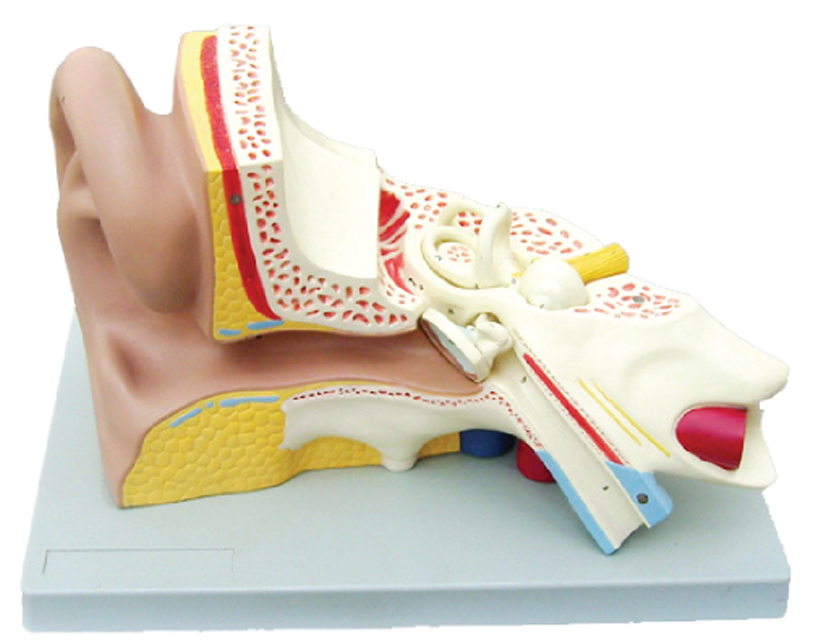 DS-50676 - Right Ear Structure Magnified Model(3x Enlarged), 3 Parts Right Ear Structure Magnified Model(3x Enlarged), 3 Parts