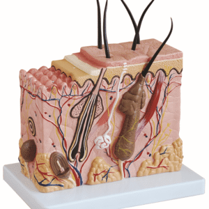 Skin Block Model