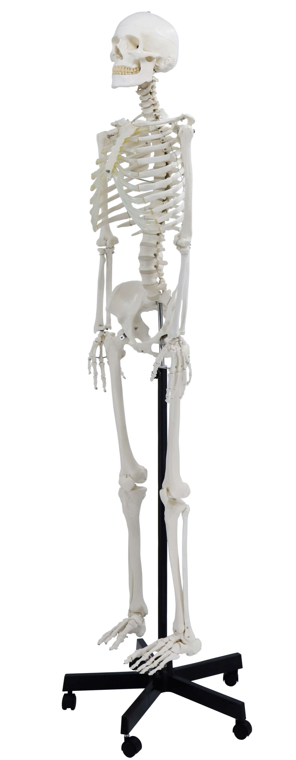 DS-60001 - Life-Size Skeleton, 170cm Life-Size Skeleton, 170cm