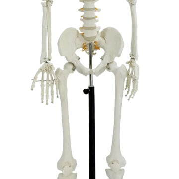 Life-Size Skeleton, 170cm