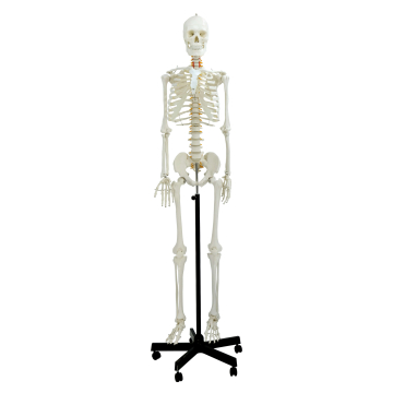 Life-Size Skeleton, 170cm