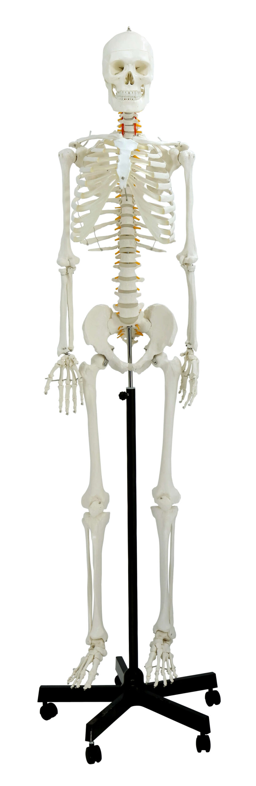 DS-60001 - Life-Size Skeleton, 170cm Life-Size Skeleton, 170cm