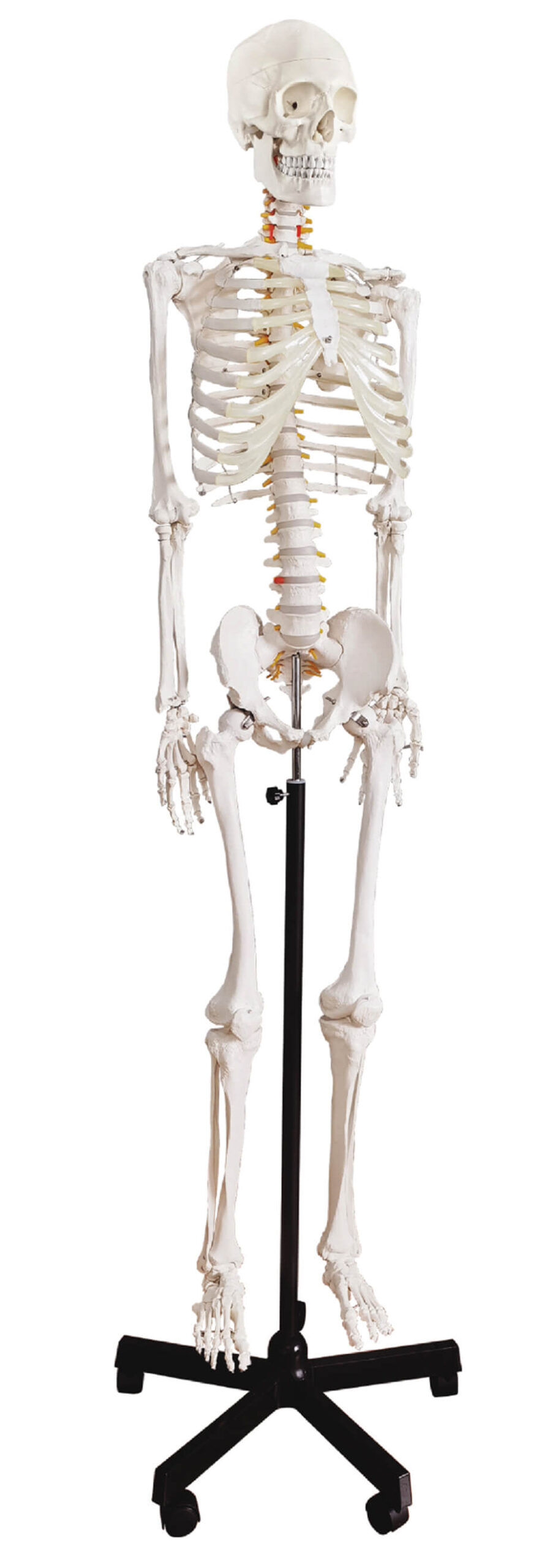 DS-60001 - Life-Size Skeleton, 170cm Life-Size Skeleton, 170cm