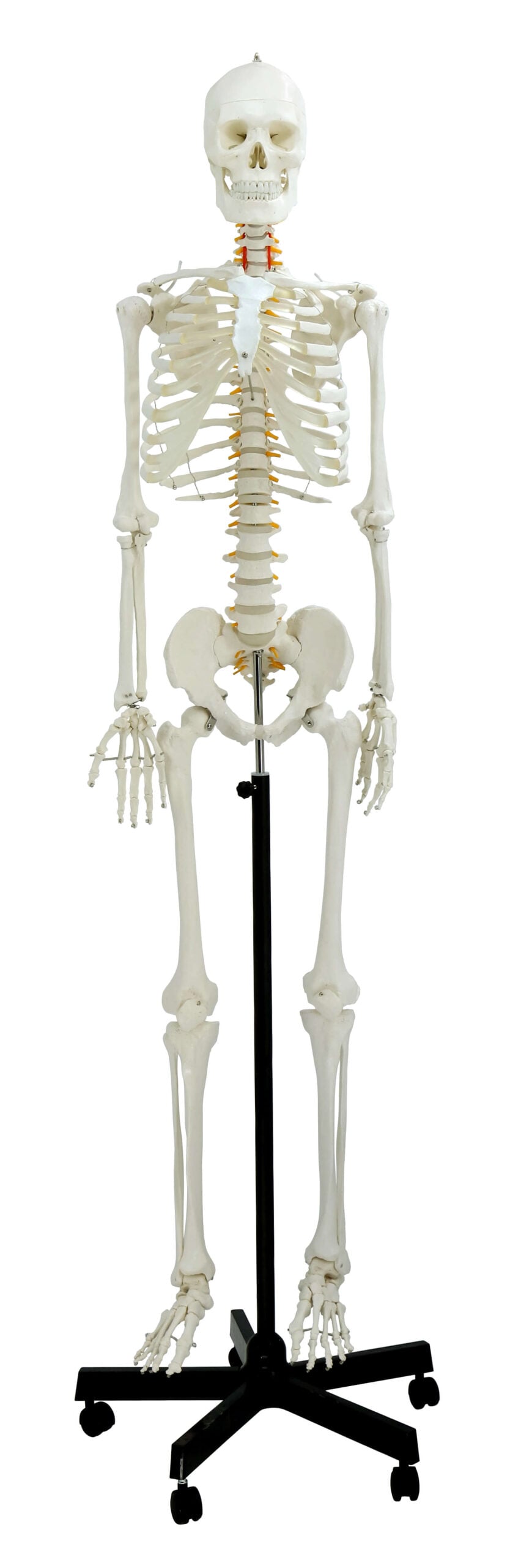 DS-60001 - Life-Size Skeleton, 170cm Life-Size Skeleton, 170cm