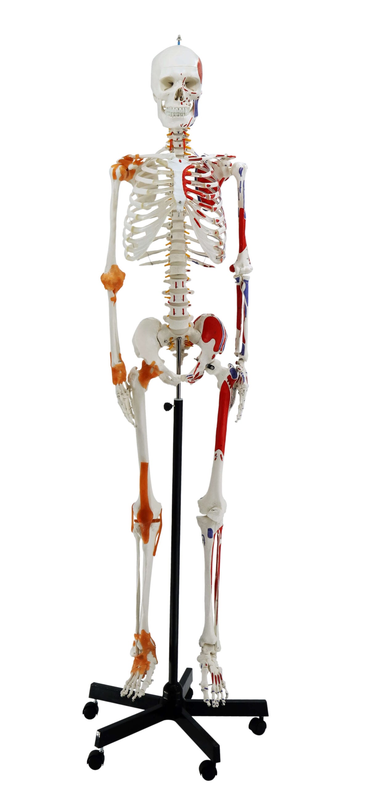 DS-60002 - Skeleton with Numbered Muscles Markings and Ligaments, 170cm Skeleton with Numbered Muscles Markings and Ligaments, 170cm