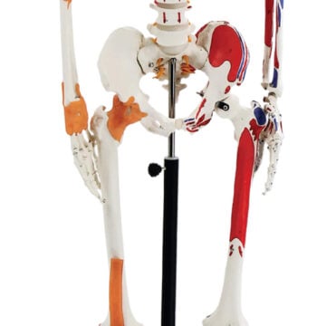Skeleton with Numbered Muscles Markings and Ligaments, 170cm