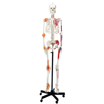 Skeleton with Numbered Muscles Markings and Ligaments, 170cm