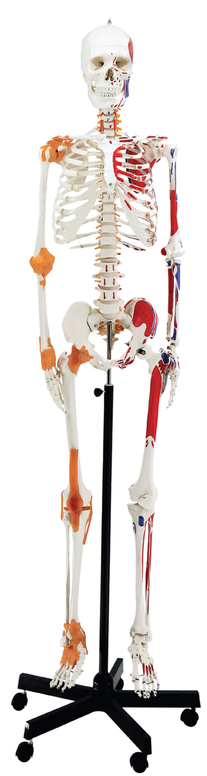 DS-60002 - Skeleton with Numbered Muscles Markings and Ligaments, 170cm Skeleton with Numbered Muscles Markings and Ligaments, 170cm