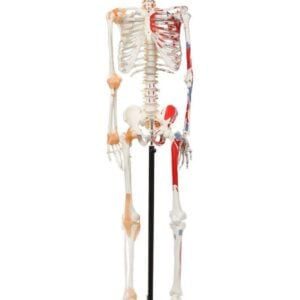 Skeleton with Numbered Muscles Markings and Ligaments, 170cm