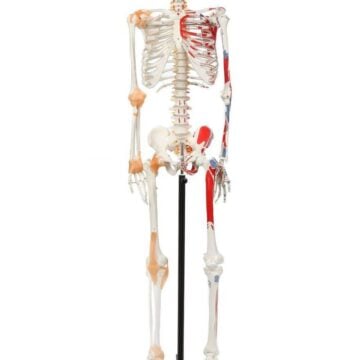 Skeleton with Numbered Muscles Markings and Ligaments, 170cm