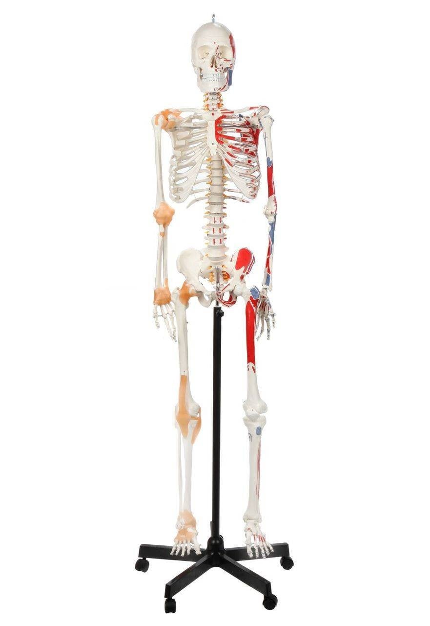 DS-60002 - Skeleton with Numbered Muscles Markings and Ligaments, 170cm Skeleton with Numbered Muscles Markings and Ligaments, 170cm