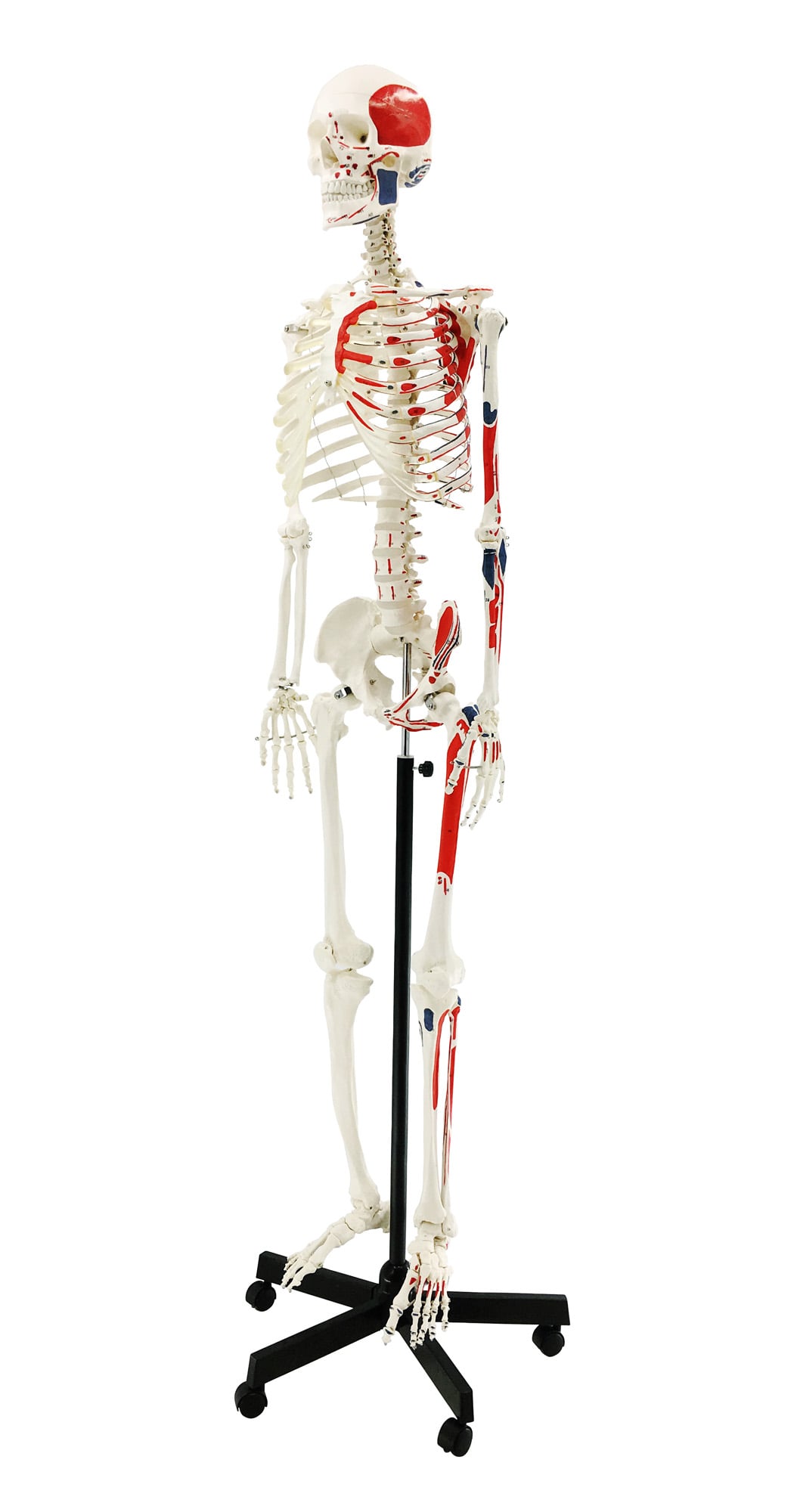 DS-60003 - Skeleton with Numbered Muscle Markings, 170cm Skeleton with Numbered Muscle Markings, 170cm