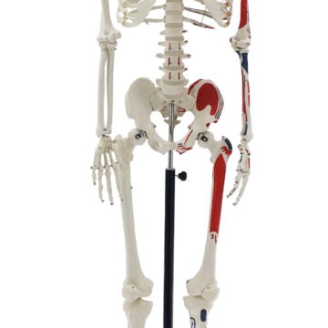 Skeleton with Numbered Muscle Markings, 170cm