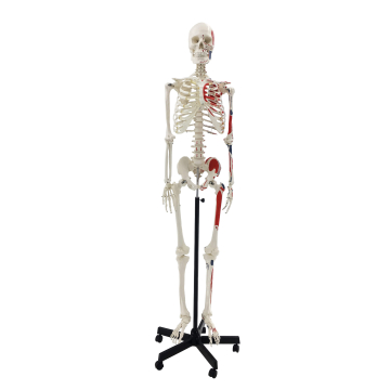 Skeleton with Numbered Muscle Markings, 170cm
