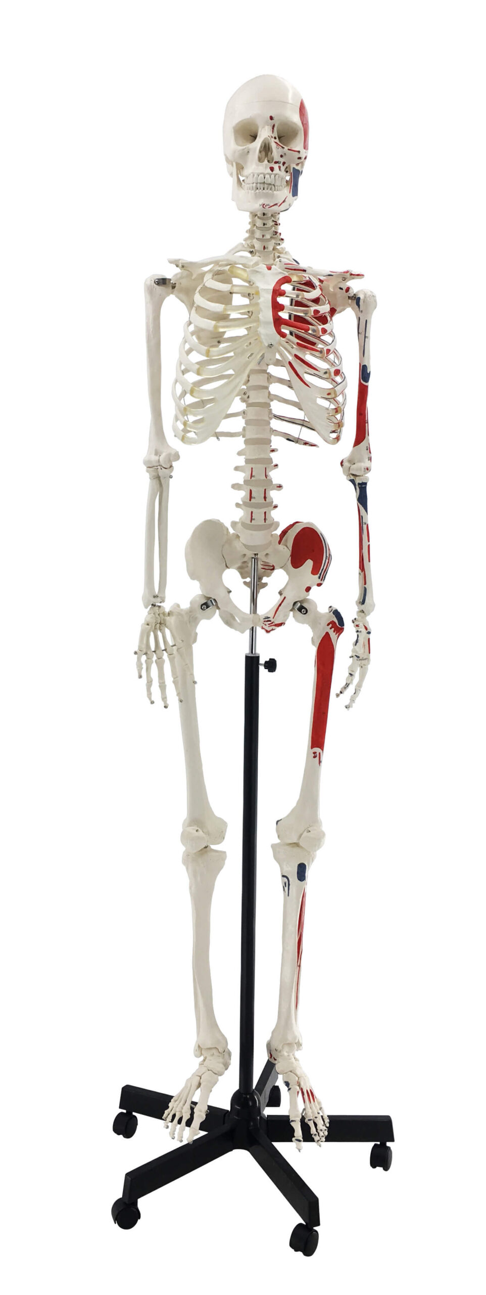 DS-60003 - Skeleton with Numbered Muscle Markings, 170cm Skeleton with Numbered Muscle Markings, 170cm