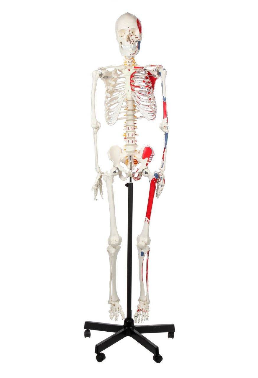 DS-60003 - Skeleton with Numbered Muscle Markings, 170cm Skeleton with Numbered Muscle Markings, 170cm