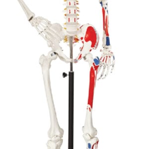 Skeleton with Numbered Muscle Markings, 170cm